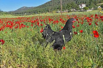 Australorp