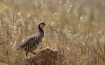 Chukar πέρδικα σε φυσικό περιβάλλον